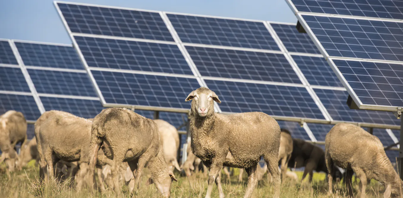 Agrivoltaïsme : les « champs électriques » désormais mieux définis par la loi Agrivoltaïsme : les « champs électriques » désormais mieux définis par la loi