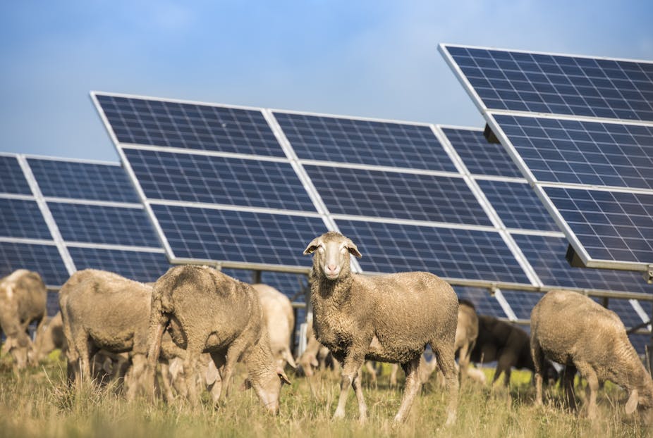 moutons dans un champ de panneaux solaires