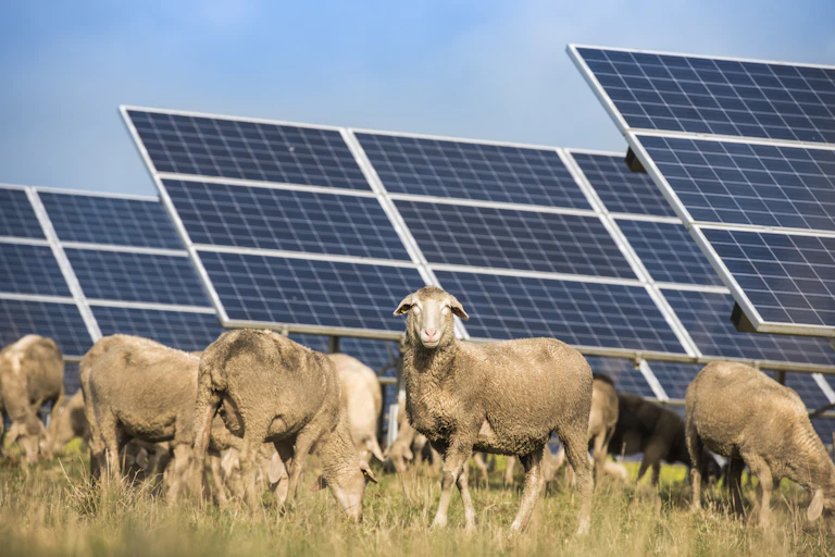 moutons dans un champ de panneaux solaires