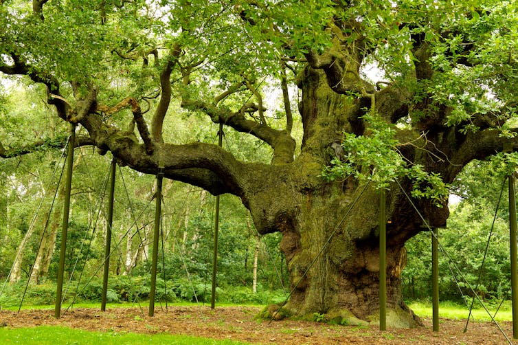 A large oak tree