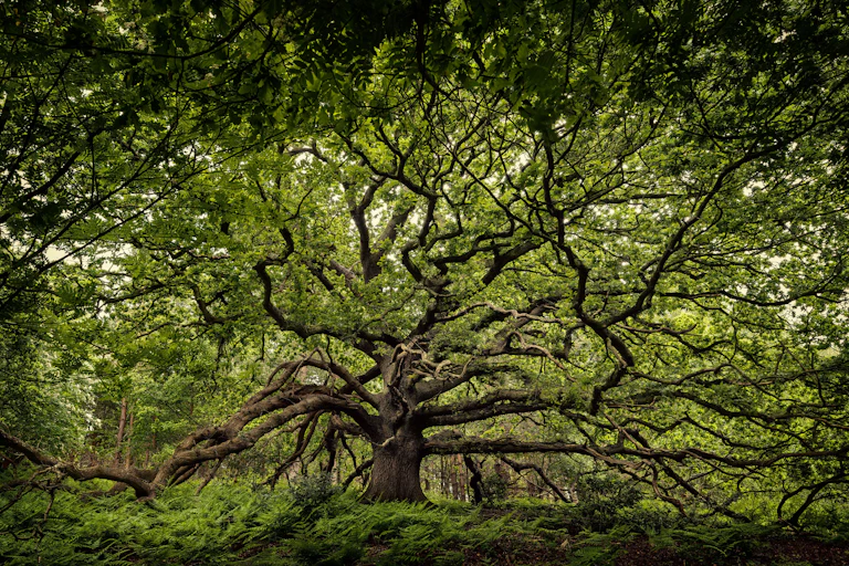large old tree