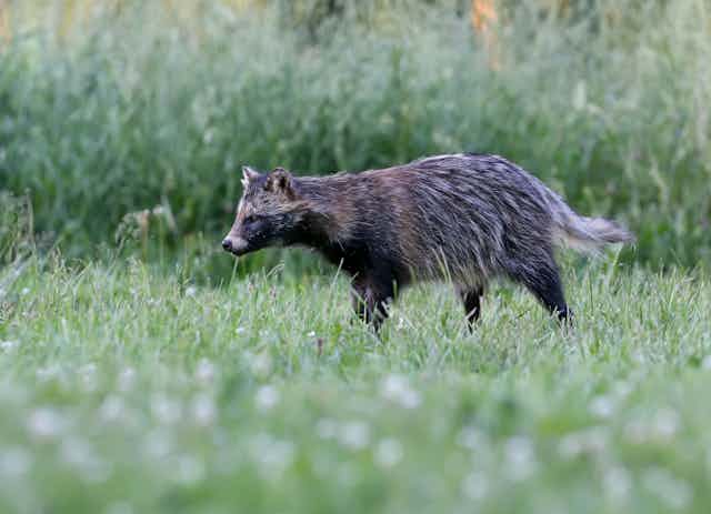 A raccoon dog walking through grass.