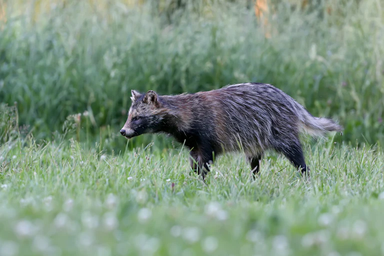A raccoon dog walking through grass.