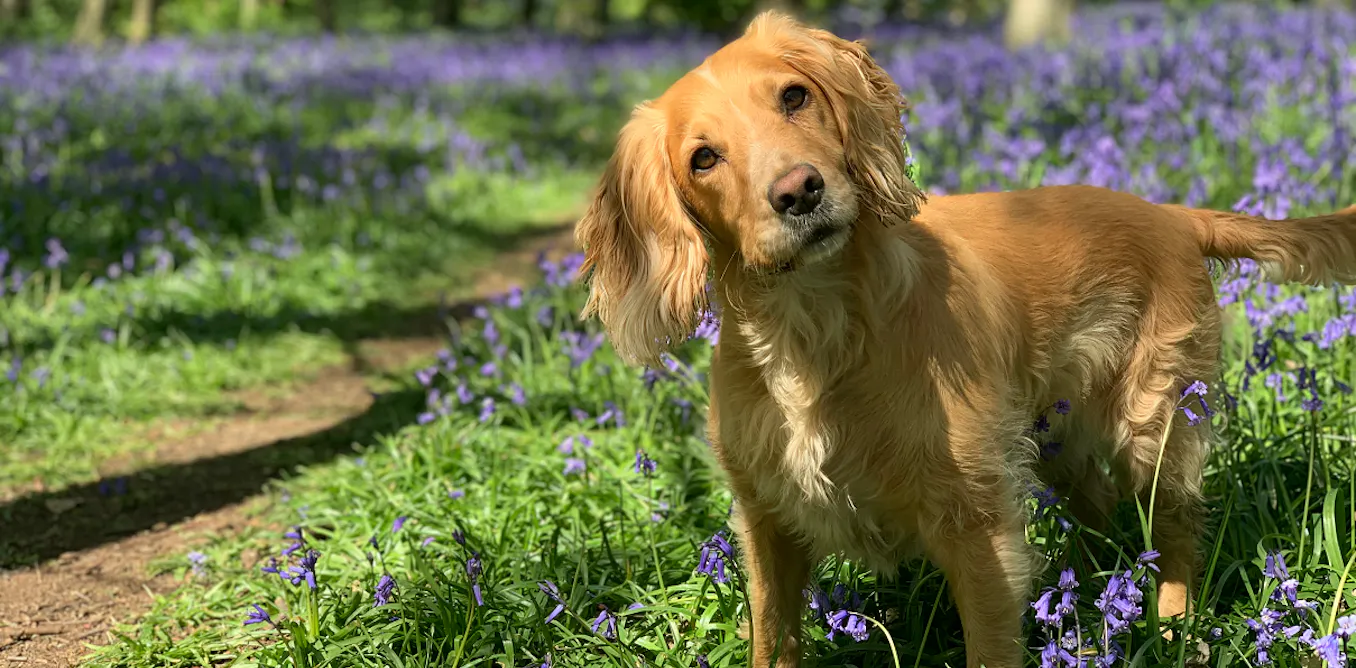 How Long Does Nesting Last In Dogs how-long-does-nesting-last-in-dogs