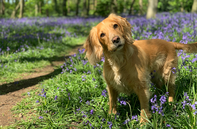 Want to help protect rare birds in nesting season Keep your dog