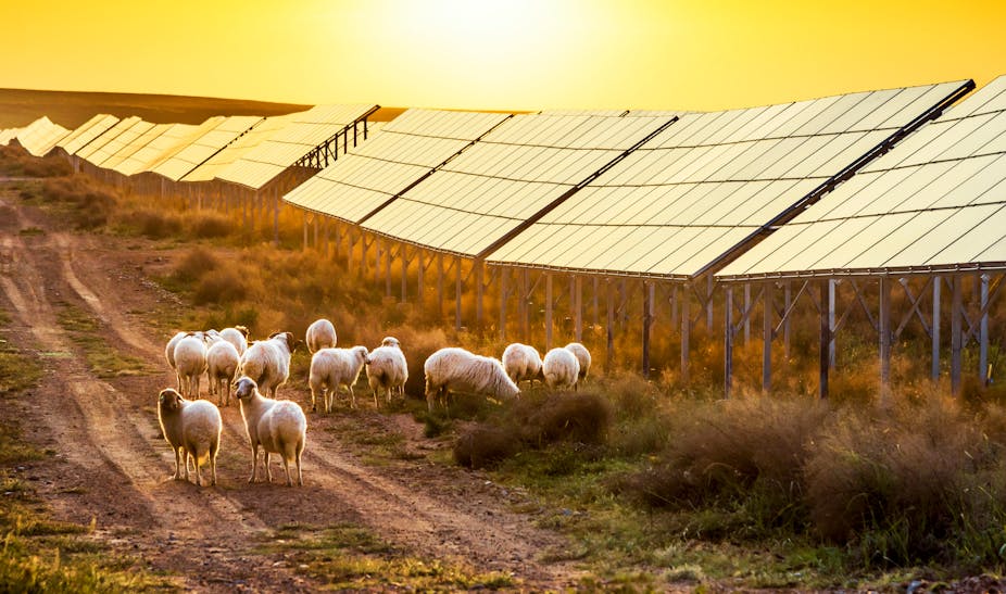 Des moutons sous des panneaux solaires au soleil couchant