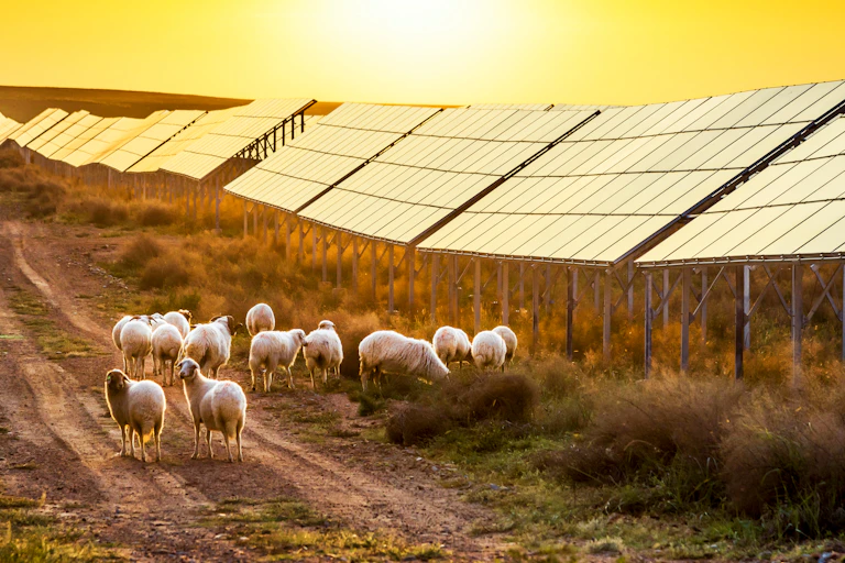 Des moutons sous des panneaux solaires au soleil couchant