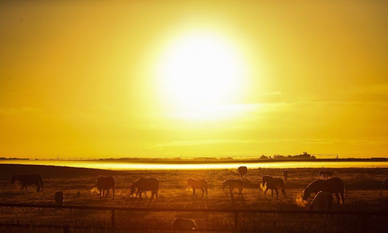 Horses graze on a field as the sun rises.