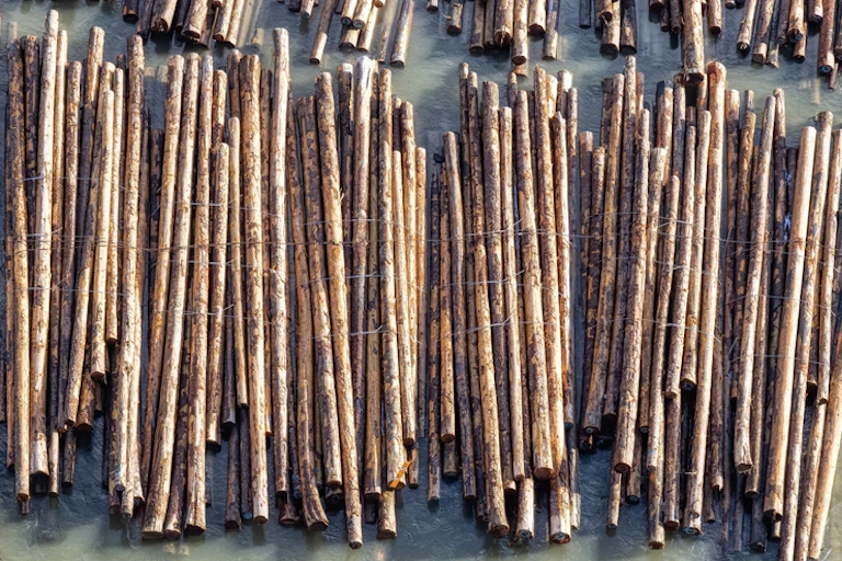 logs floating on a river