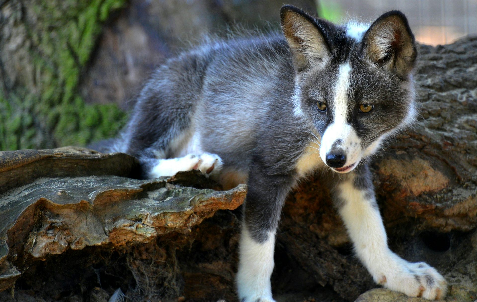 Arctic fox hot sale domestication