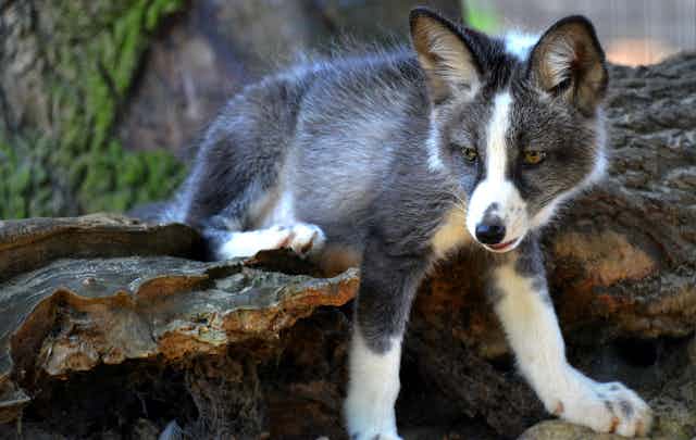 A young domesticated silver fox.