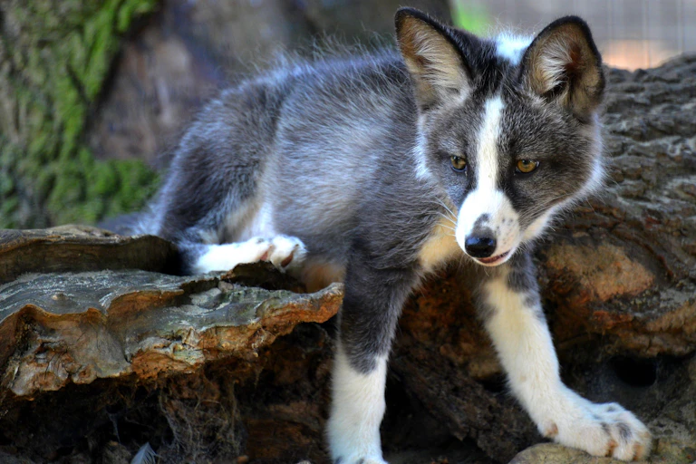 A young domesticated silver fox.