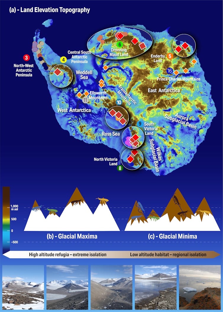 Image of Antarctica from above showing land elevation topography and locations where springtails were sampled, also schematic of mountains comparing glacial maxima (ice age) and minima (before/after ice age).