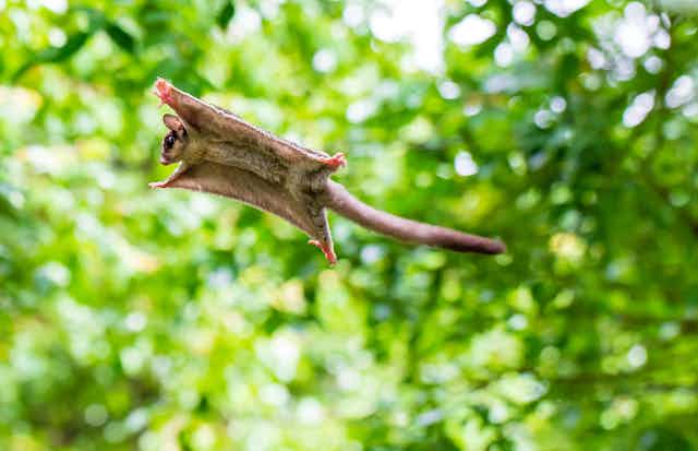A small animal with large skin flaps flying with green trees in the background