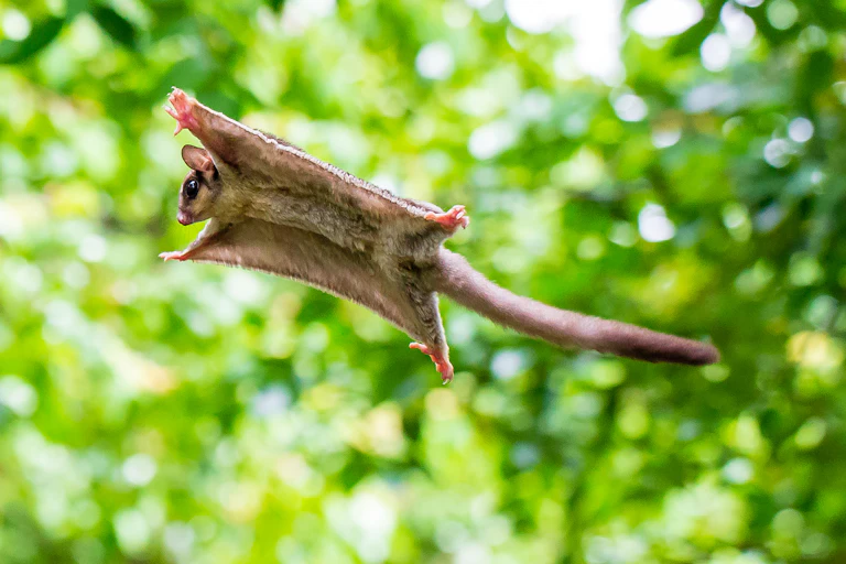 A small animal with large skin flaps flying with green trees in the background