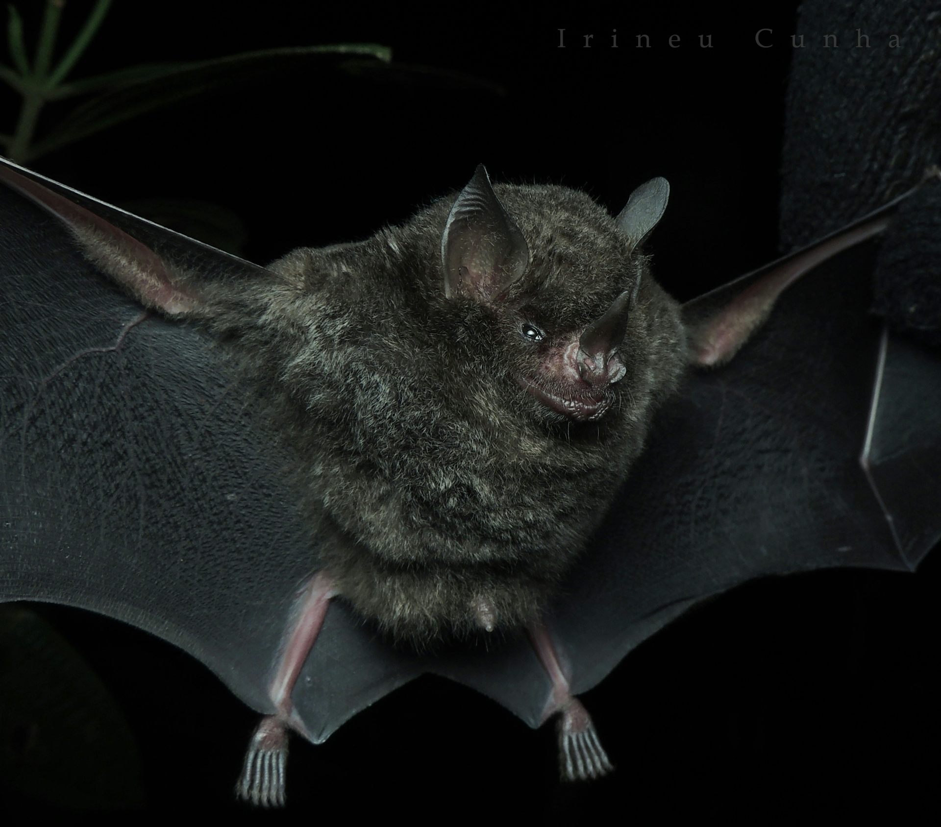 A dark bat with an upturned nose with its wings spread out