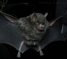 A dark bat with an upturned nose with its wings spread out