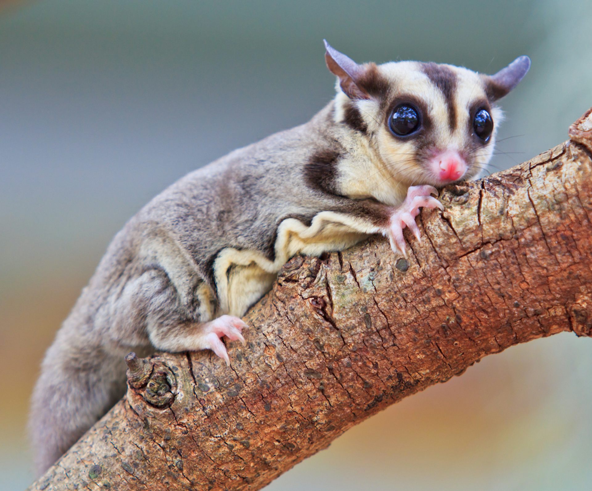 A cute grey and cream striped animal on a tree branch with distinctive skin folds visible on its side
