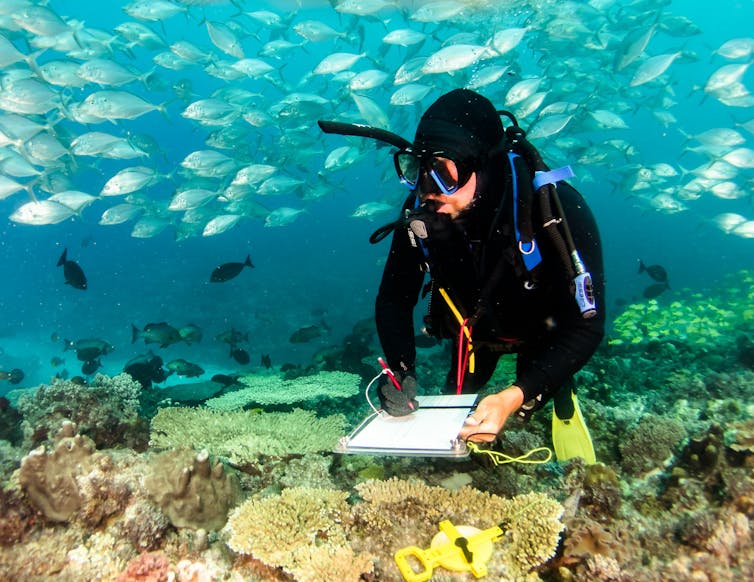 A diver surveys life on Elizabeth Reef, off the coast of northern New South Wales.