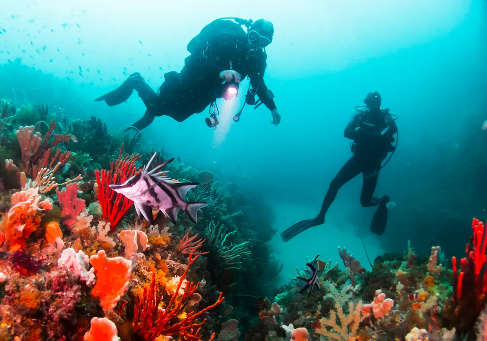 The Great Southern Reef is in more trouble than the Great Barrier Reef ...