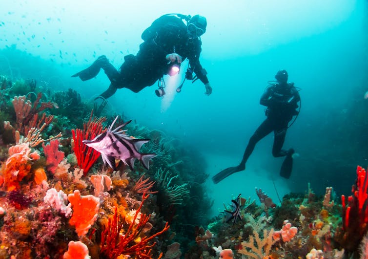 Two divers explore the deep reef off Bicheno in the Freycinet Commonwealth Marine Reserve
