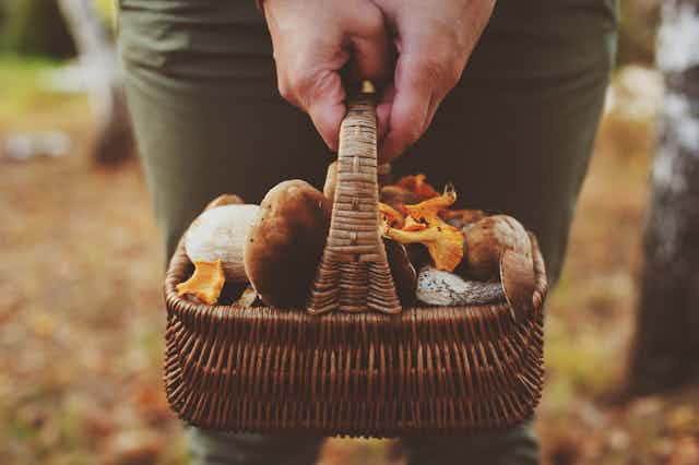 Person holding basket of wild mushrooms
