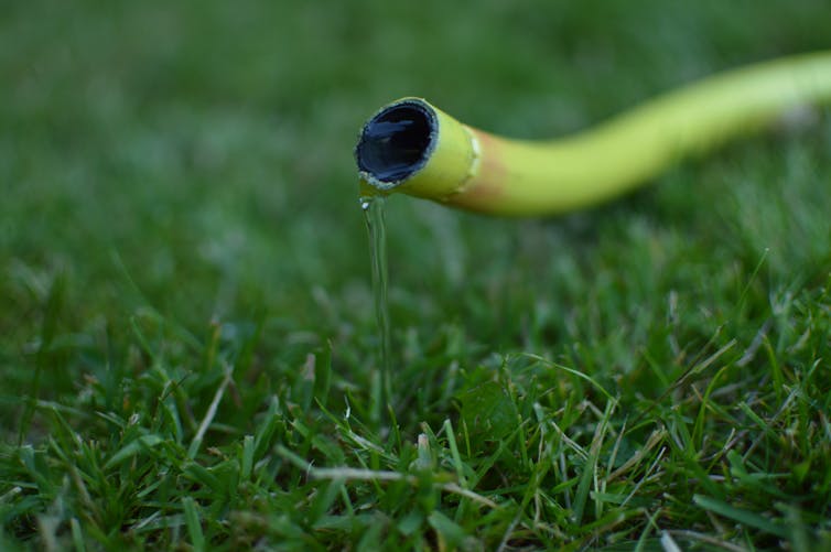 Yellow hosepipe with water coming out on green grass.