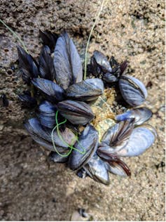 A group of mussels caught in a tangle of fishing line.