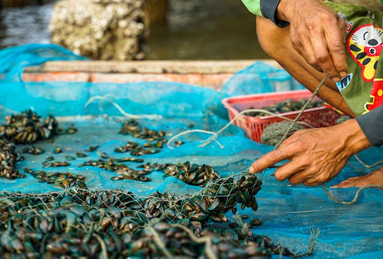 Mexilhões cultivados nas mãos de um pescador.