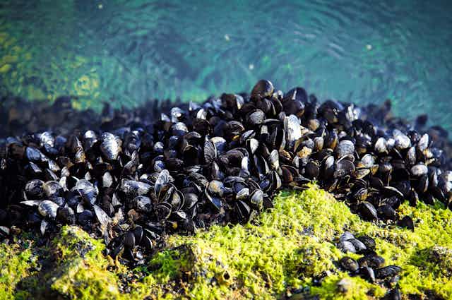 A group of mussels on rocks under the sea.