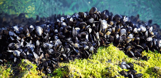 Мидии морские фото Мидии морские фото