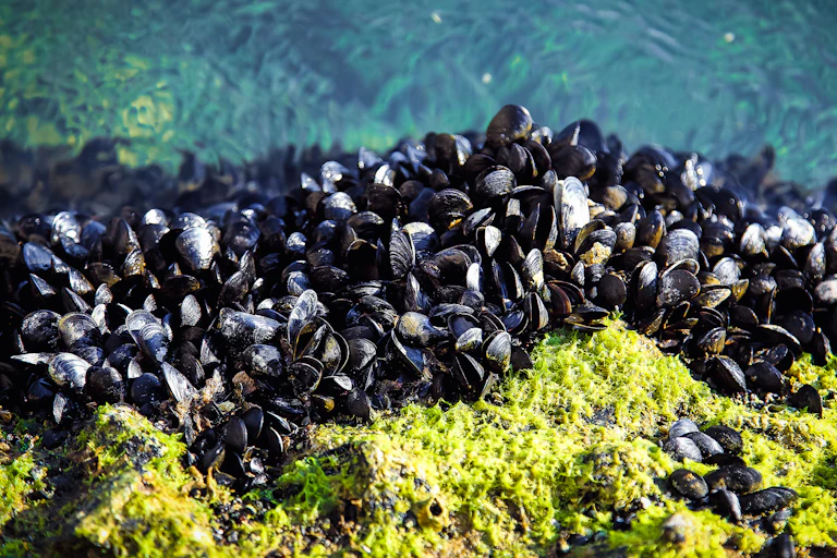 A group of mussels on rocks under the sea.