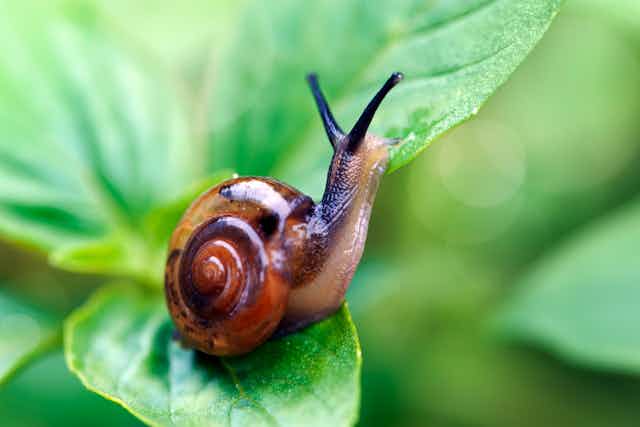 A red, brown, beige and black snail sits on a green leaf.