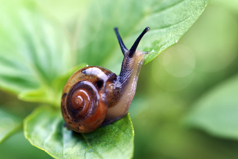 A red, brown, beige and black snail sits on a green leaf.