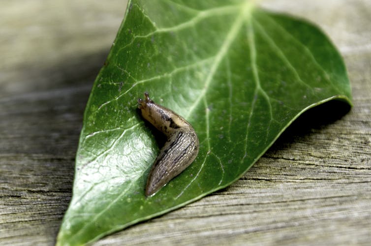 A beige and black-striped slug slithers along a green leaf.