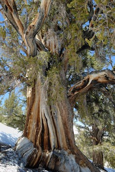 Foto de un enorme y viejo árbol vivo.