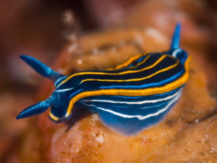 A striped blue, orange, black, and white sea slug crawling on an underwater rock.