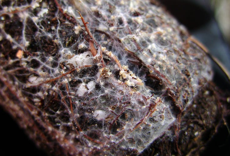 Foto de filamentos finos semelhantes a teias de aranha presos às raízes.