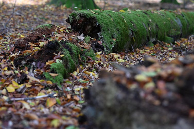 A mossy trunk from a dead tree lies in the forest.