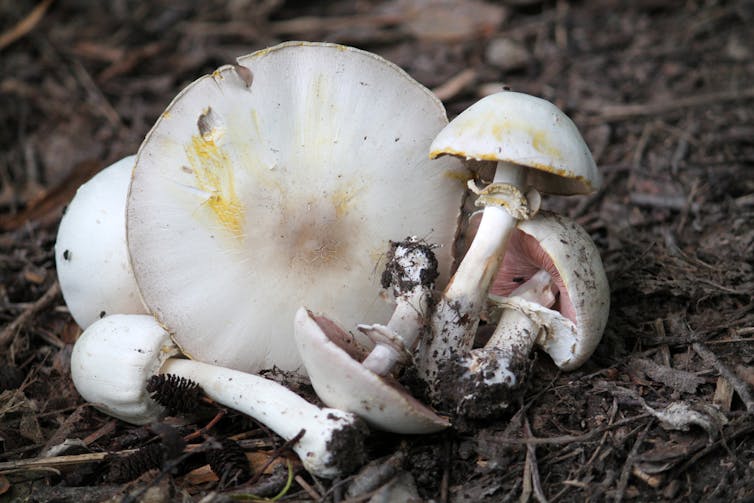 Agaricus xanthodermus or yellow stainer mushroom