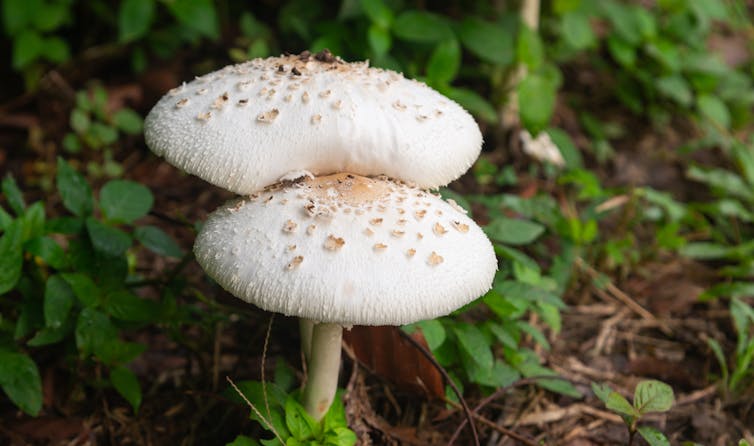 Chlorophyllum molybdites or green-spored parasol