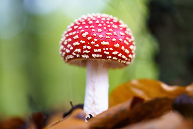 Fly agaric or Amanita muscaria