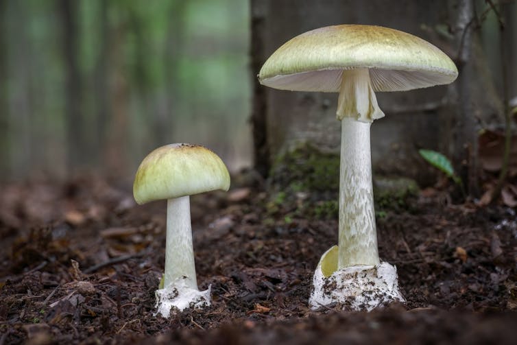 Amanita phalloides or death cap mushroom