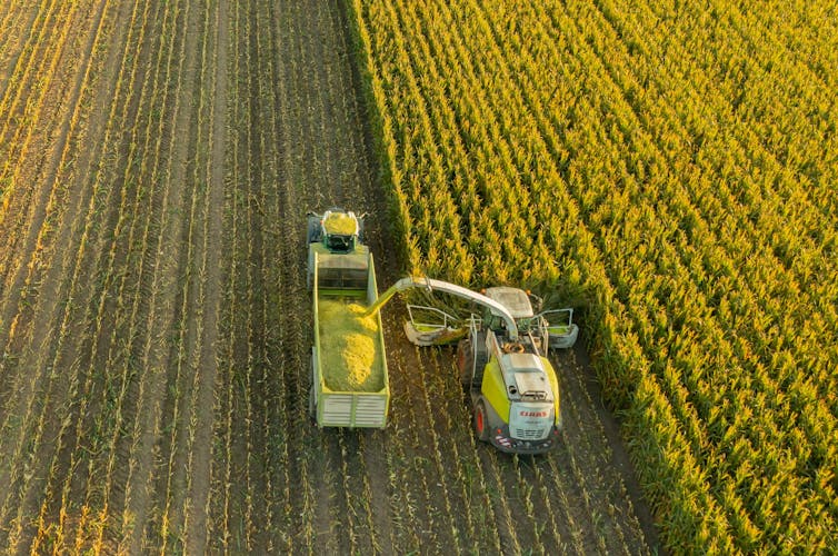 corn harvest germany