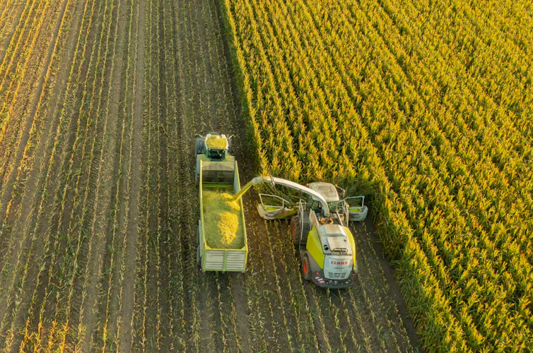 corn harvest germany