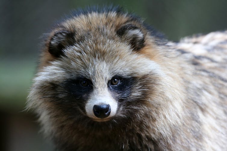 Racoon dog