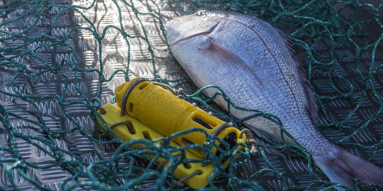 Fishing for data: commercial fishers help monitor rising