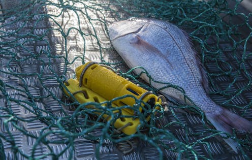 commercial fishers help monitor rising temperatures in coastal seas