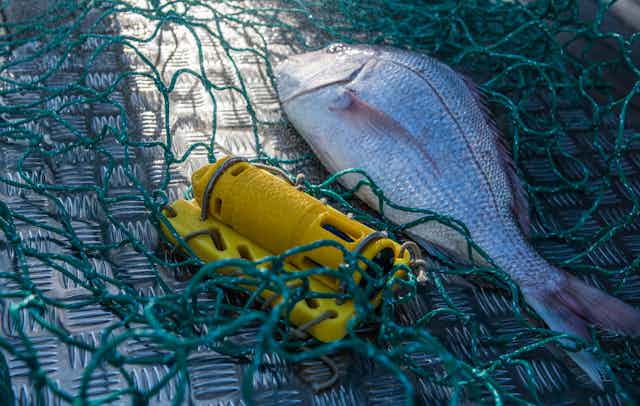 A fish in a net and a yellow temperature sensor