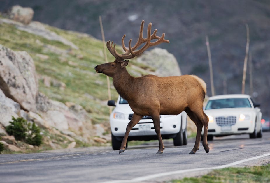 An elk crossing a road in Colorado, USA.